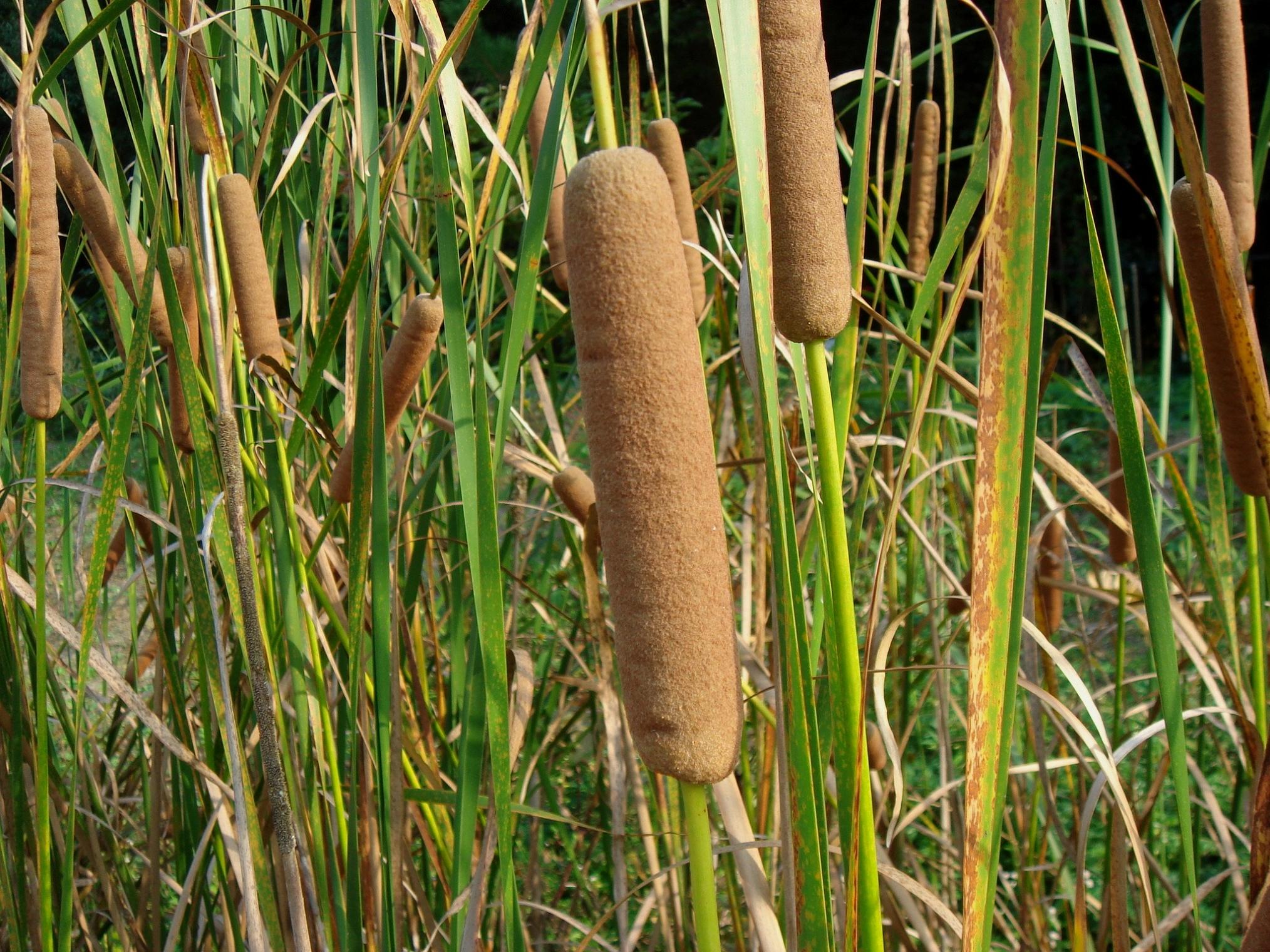 Typha angustifolia L.